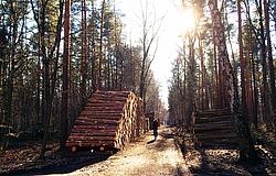 2018_GI-519490895_Holz_Wald_MS.jpg